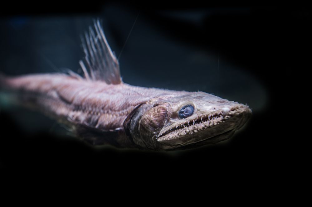 Adaptations of abyssal creatures in the deep sea