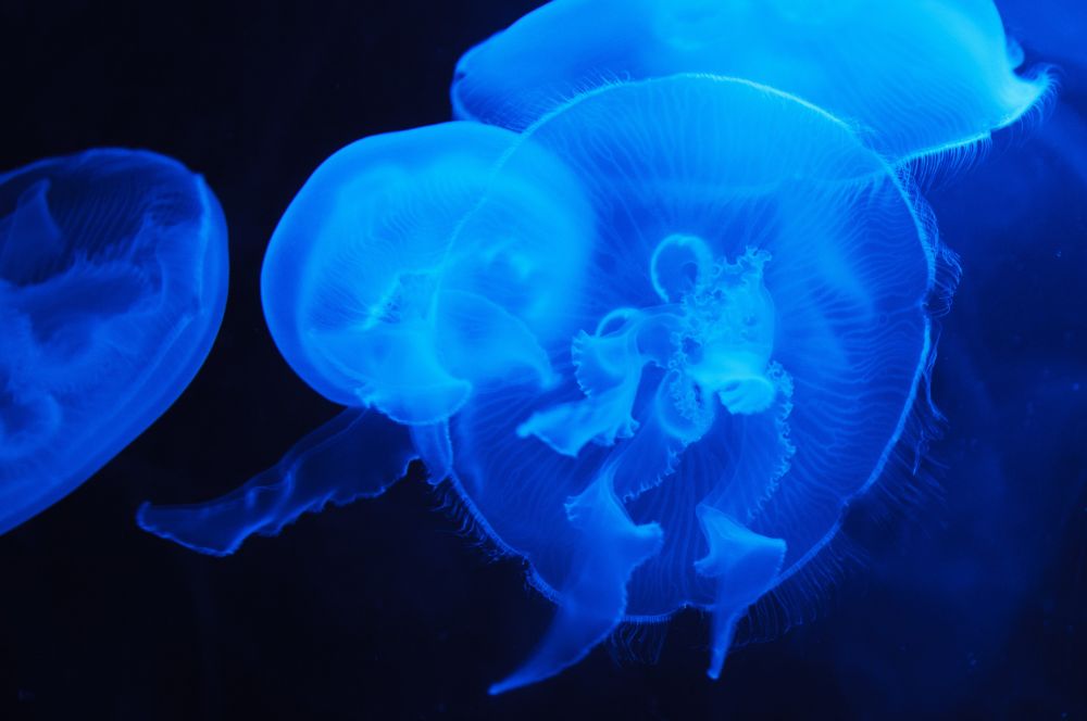 Bioluminescent creatures in the deep sea abyss