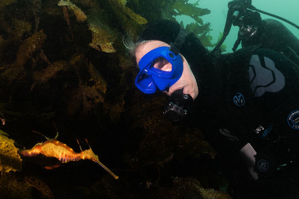 An Avelo Diver checking out the weedy seadragons in Sydney