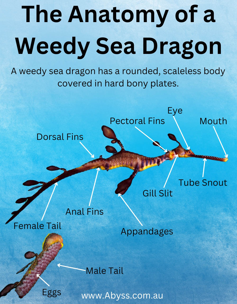The Anatomy of a Weedy Seadrogon