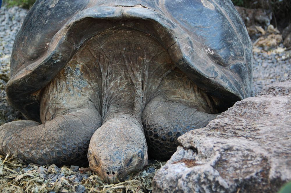 Galápagos Islands with the remarkable biodiversity