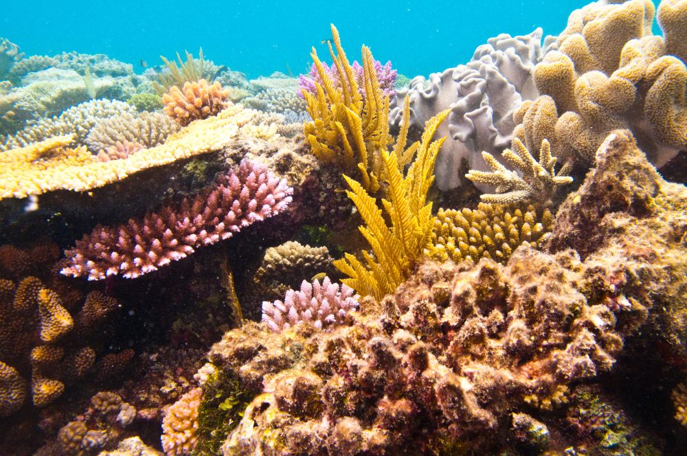 The Great Barrier reef , the beginning of a great adventure, scuba diving