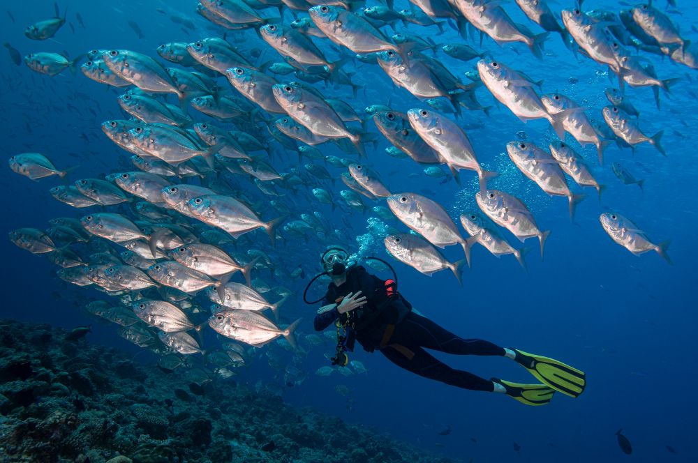 Palau, a dream destination for any diver