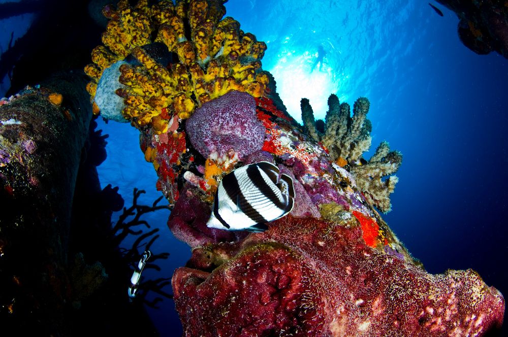 Bonair, where  fascinating underwater structures and teeming marine life