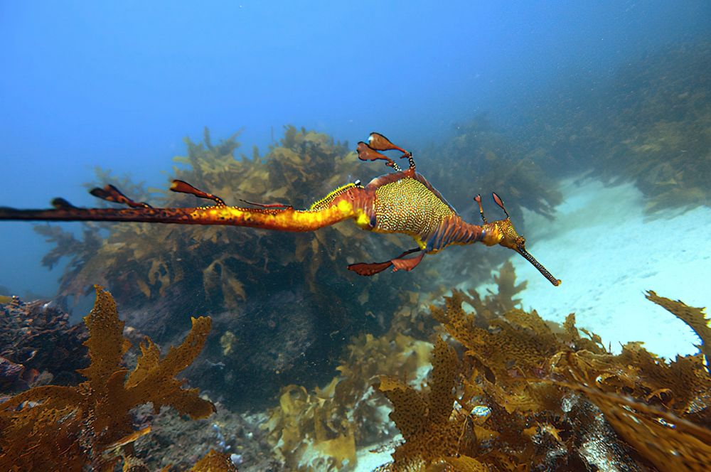 The world famous weedy sea dragons of Kurnell