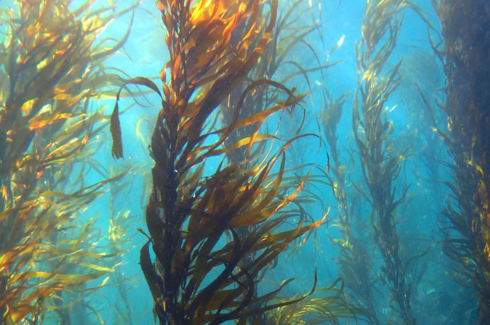 The kelp forests along Victoria's Great Ocean Road