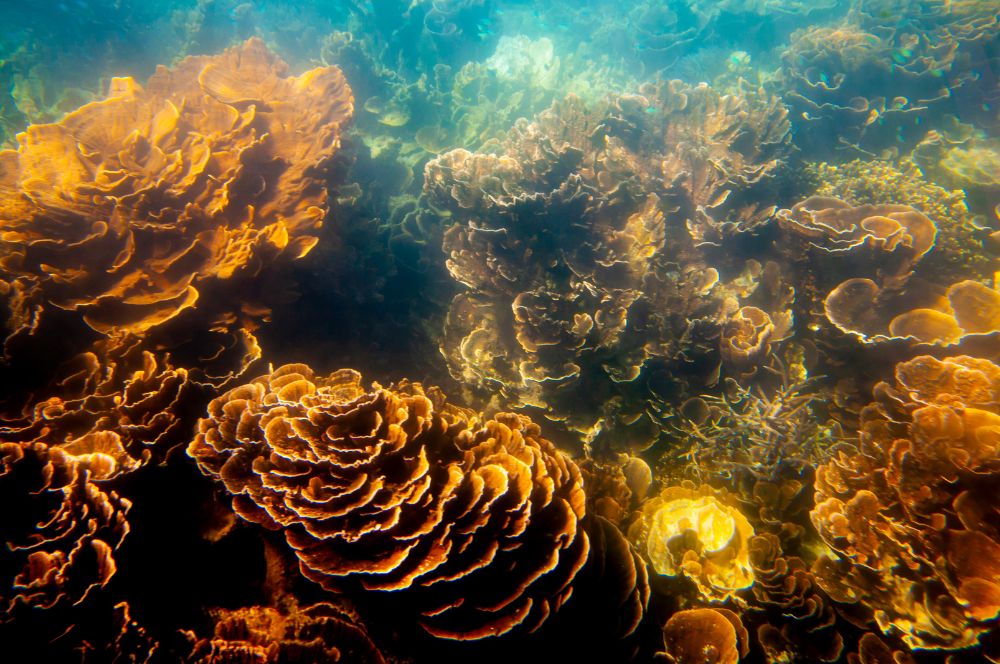 Coral reef the tropical species of the Indian Ocean