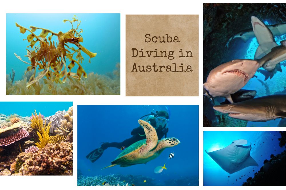 Scuba Diving in Australia: Exploring…
