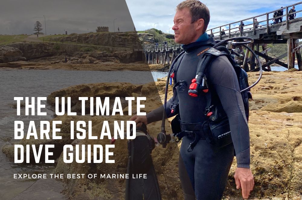 The Ultimate Bare Island Dive Guide