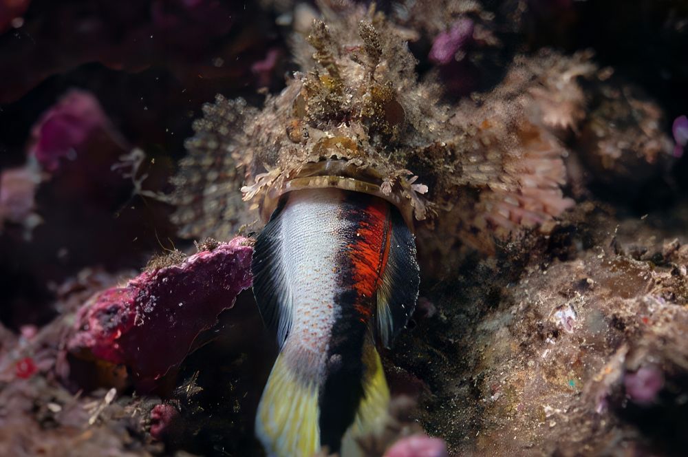 Diverse marine life at Bare Island, 