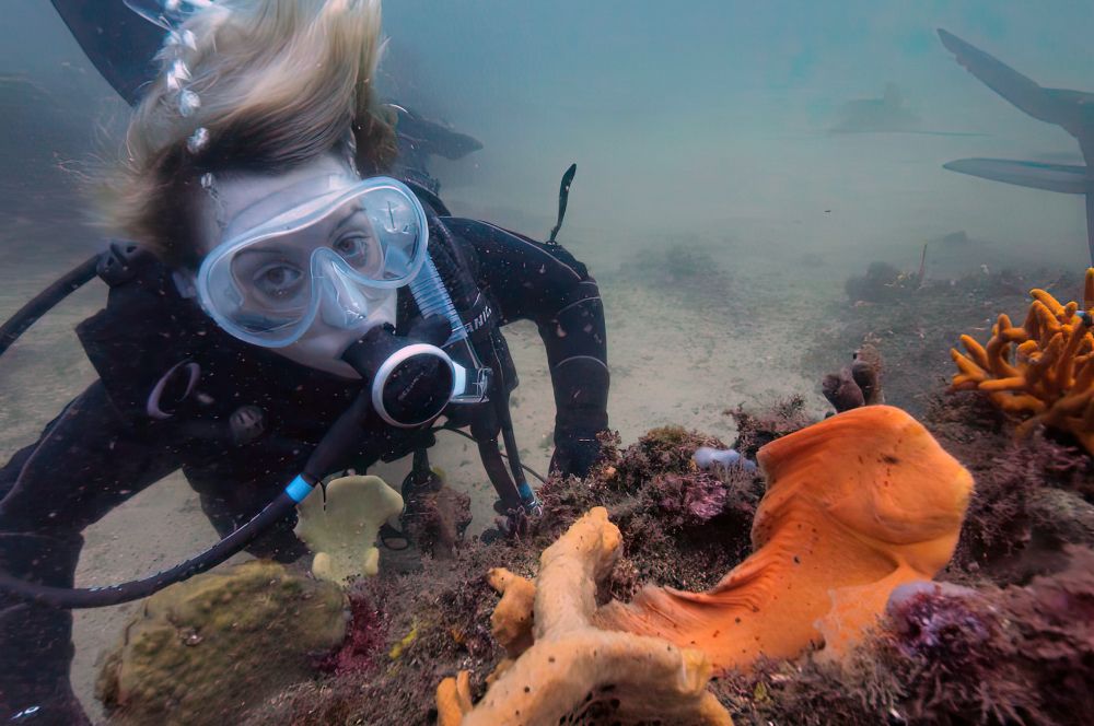 A scuba diver exploring underwater marine life