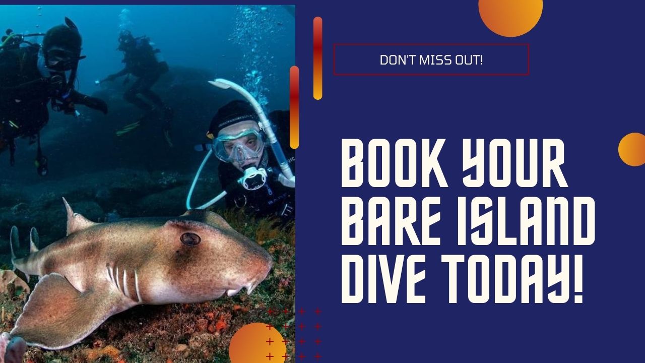 Book your Bare Island Dive Today!