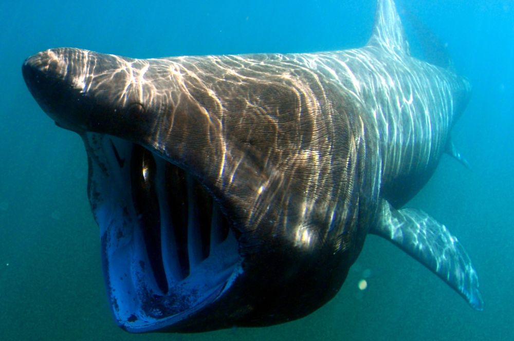 A basking shark gliding peacefully in the ocean