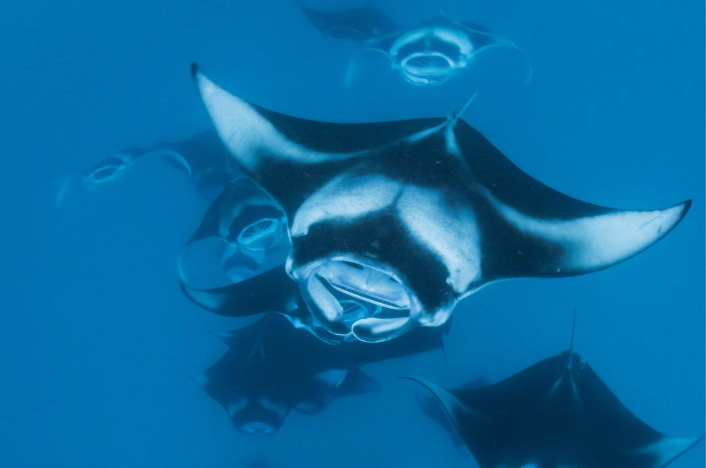 Train of manta rays gracefully swimming in the ocean