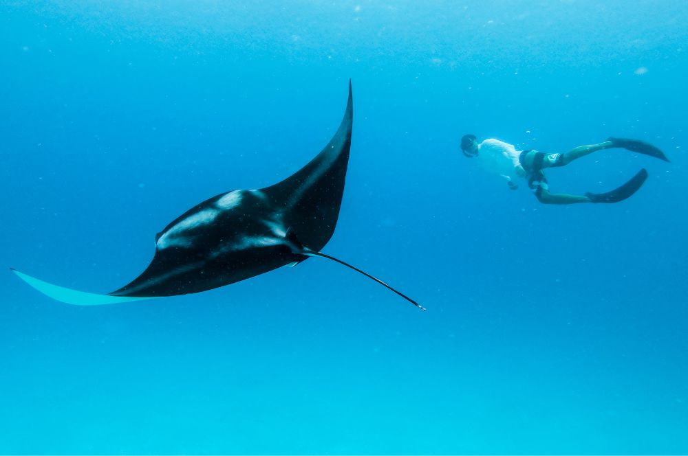 A Freediver encountering a majestic manta ray