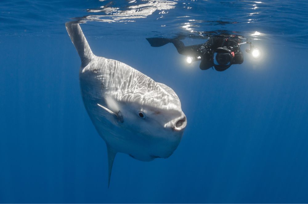 A Sunfish with a scuba diver