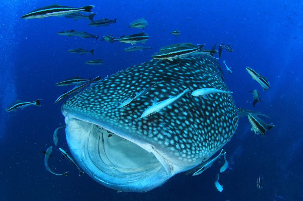 A majestic whale shark swimming in the ocean