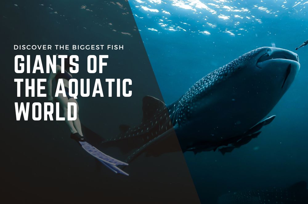 Discover The Biggest Fish: Giants Of The Aquatic World