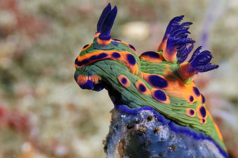 The rare and unique nudibranchs, including the Donut Nembrotha, also known as the donut nudibranch