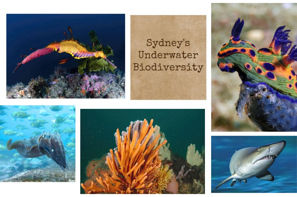 Sydney's Underwater Biodiversity | A Scuba Diver's Guide