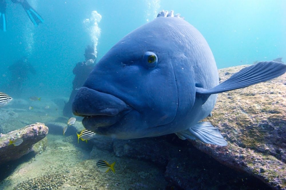 Scuba diver exploring Camp Cove  in Sydney Harbour, Australia with a friendly Eastern blue groper