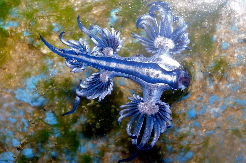 Blue dragon nudibranch encounter in the deep sea