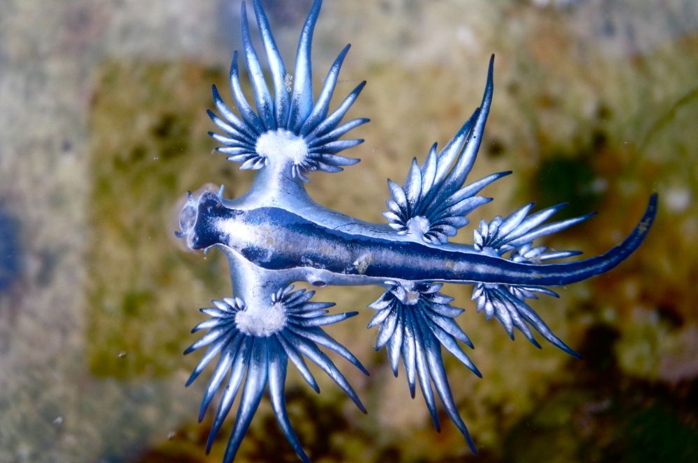 Glaucus atlanticus with dark blue stripes and pale blue ventral side