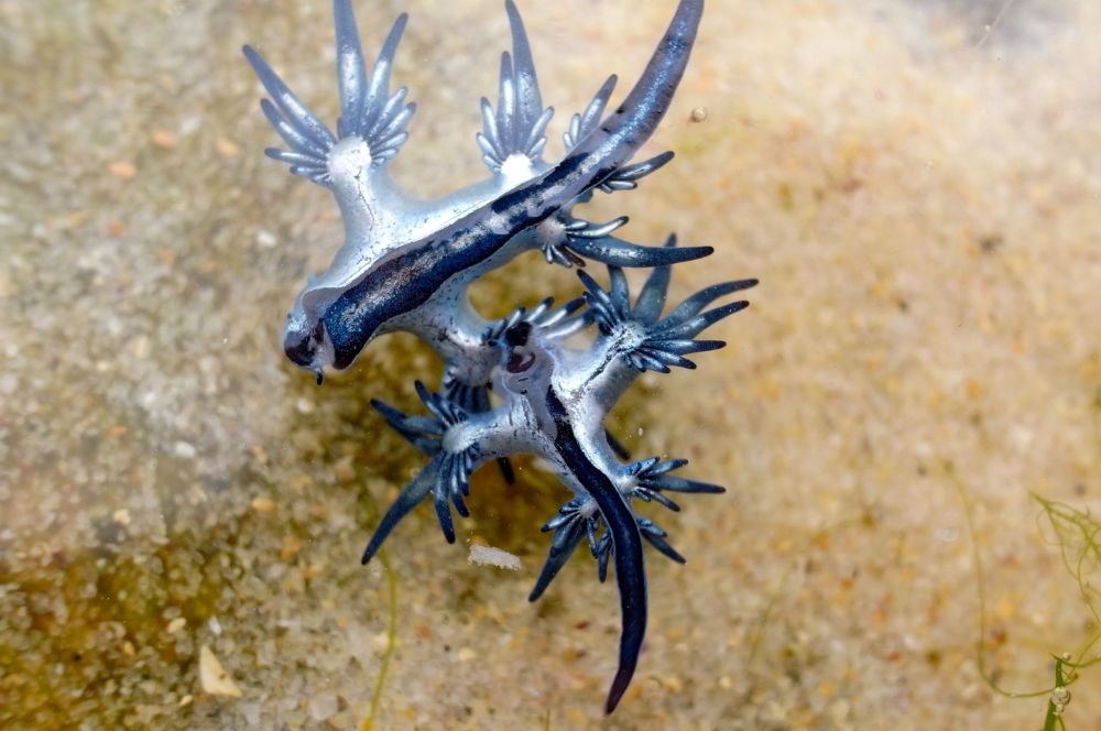  The rare blue dragons in open ocean