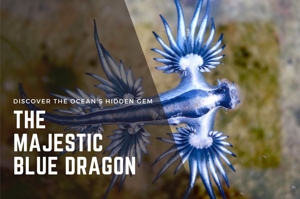 Discover The Ocean's Hidden Gem: The Majestic Blue Dragon