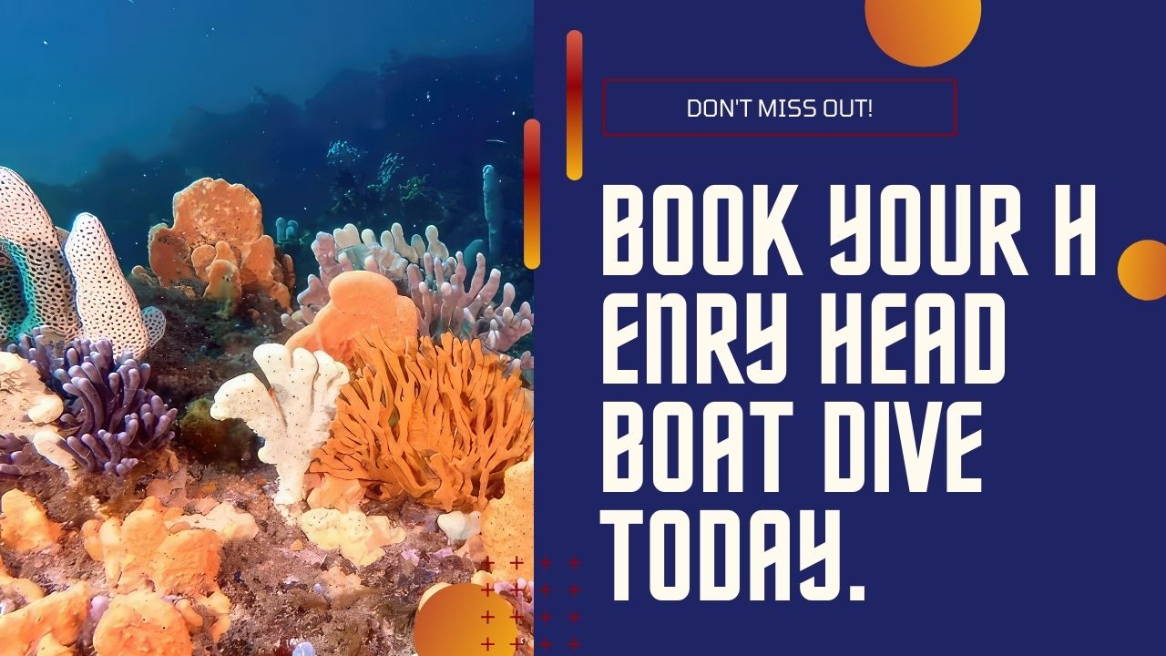 Book a Henry Head Boat Dive Today