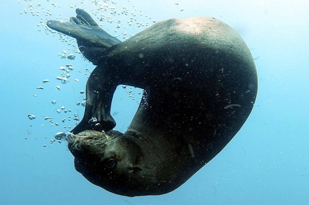 Learn to dive during this seal season…