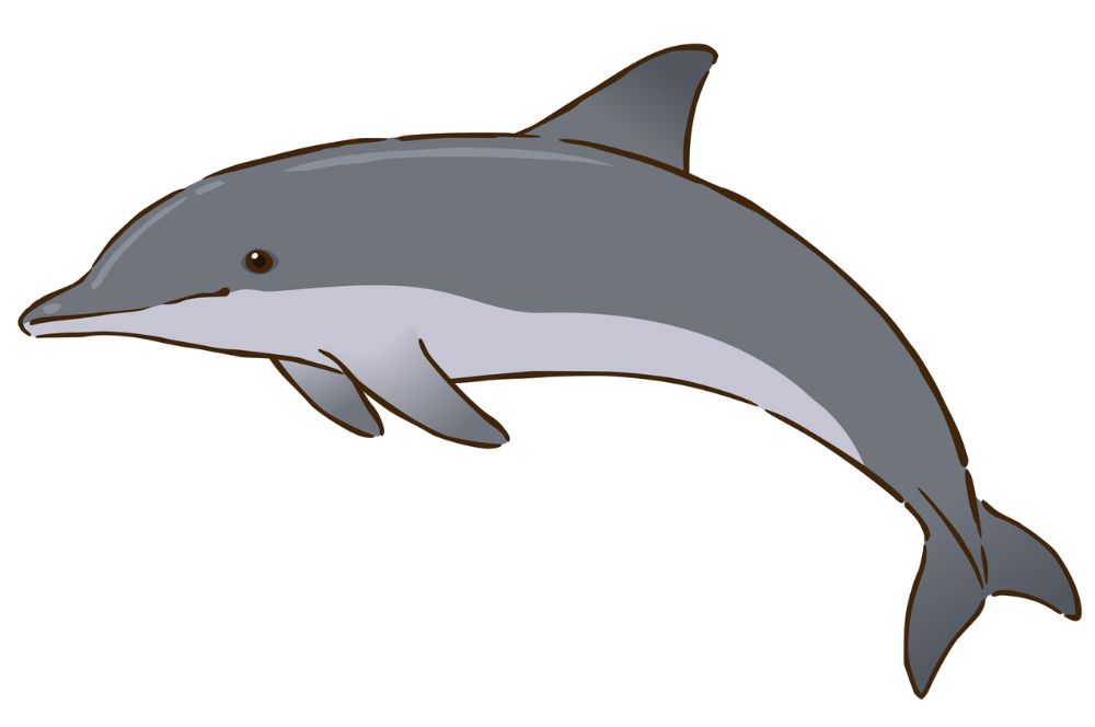 Illustration of the physical characteristics of a bottlenose dolphin