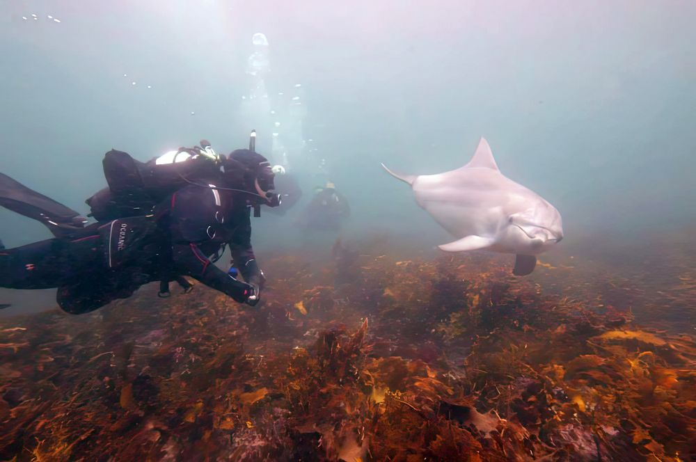 Divers with a bottlenose dolphin at Oak Park