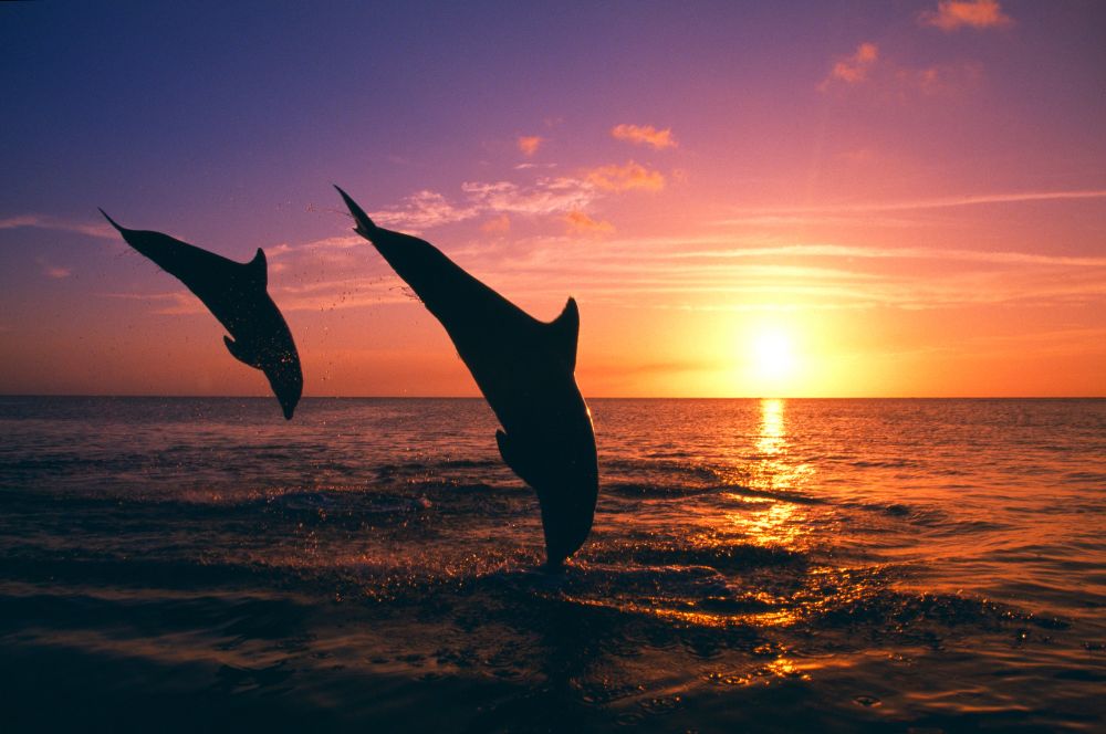 A bottlenose dolphins enjoying the sunset
