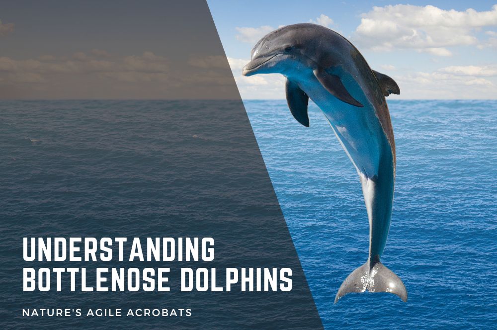 Dive Deep Into Bottlenose Dolphin Facts: Discover Nature's Agile Acrobats