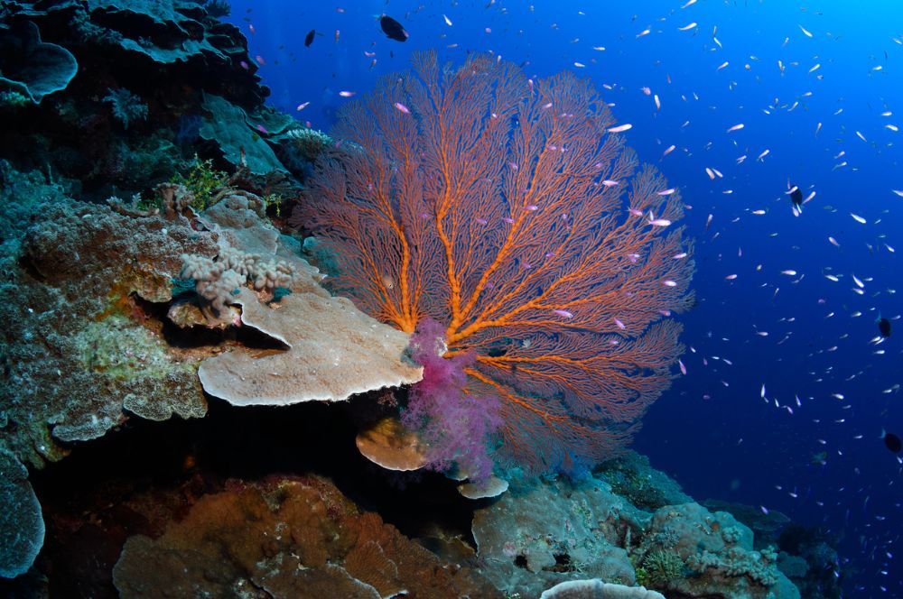 Pristine Reefs: remote Rowley Shoals coral atolls