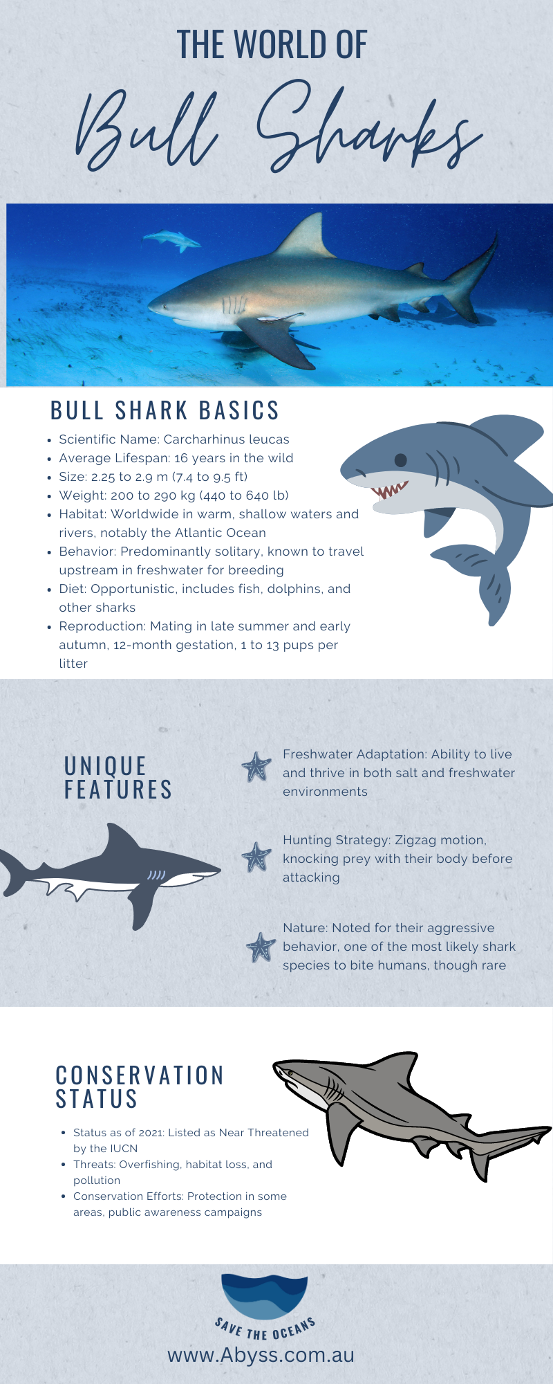 Infographic on The Mighty Bull Shark: Unraveling the Mystery