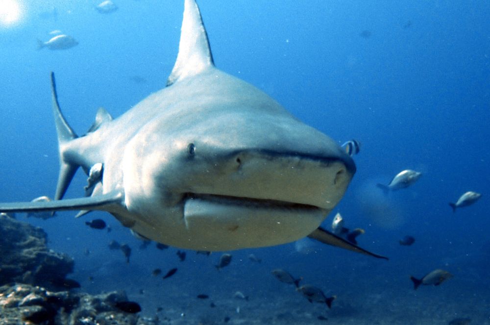 A photograph of a bull shark swimming in the ocean while hunting for its prey as a part of its feeding habits.