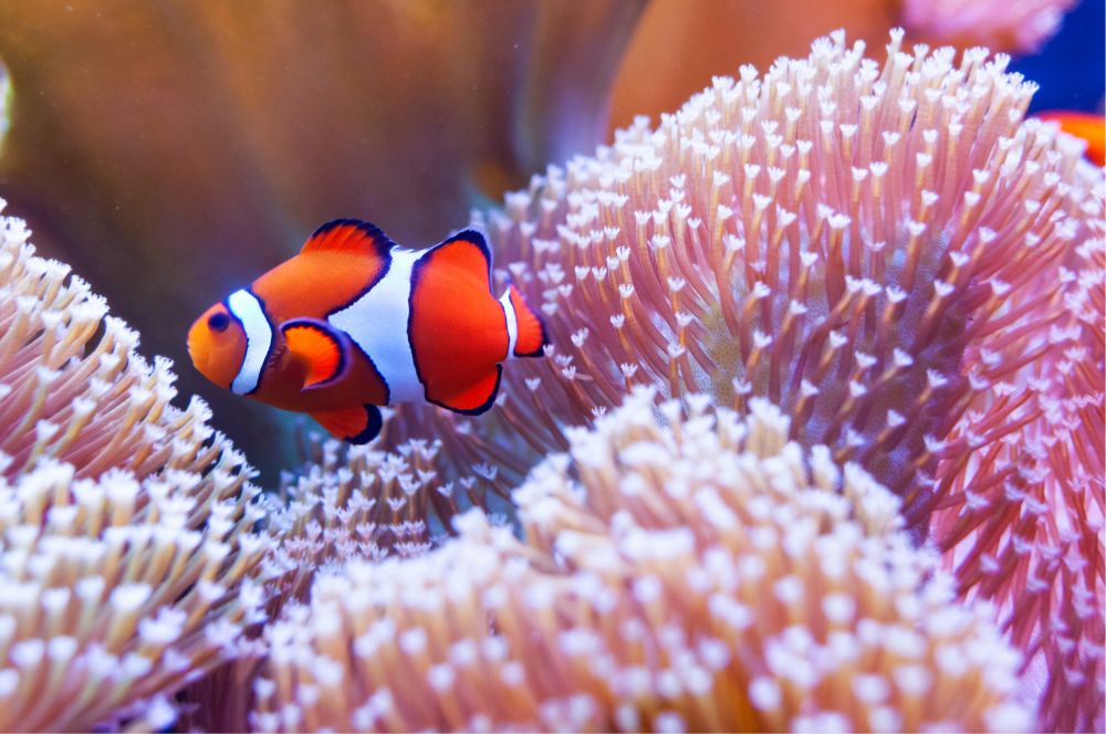 Peter's Top 3 Favorite Dive Sites On The Great Barrier Reef