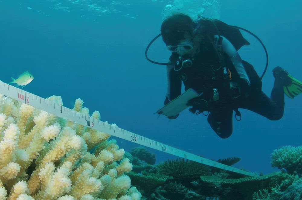 Dive instructor participating in marine conservation efforts