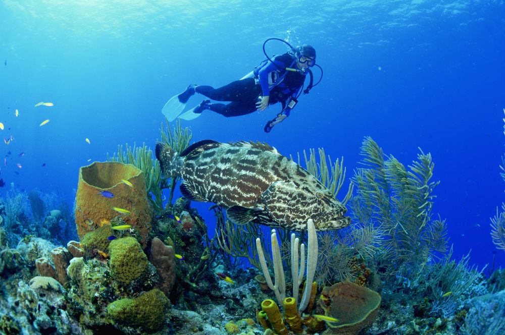 A diver exploring the underwater world