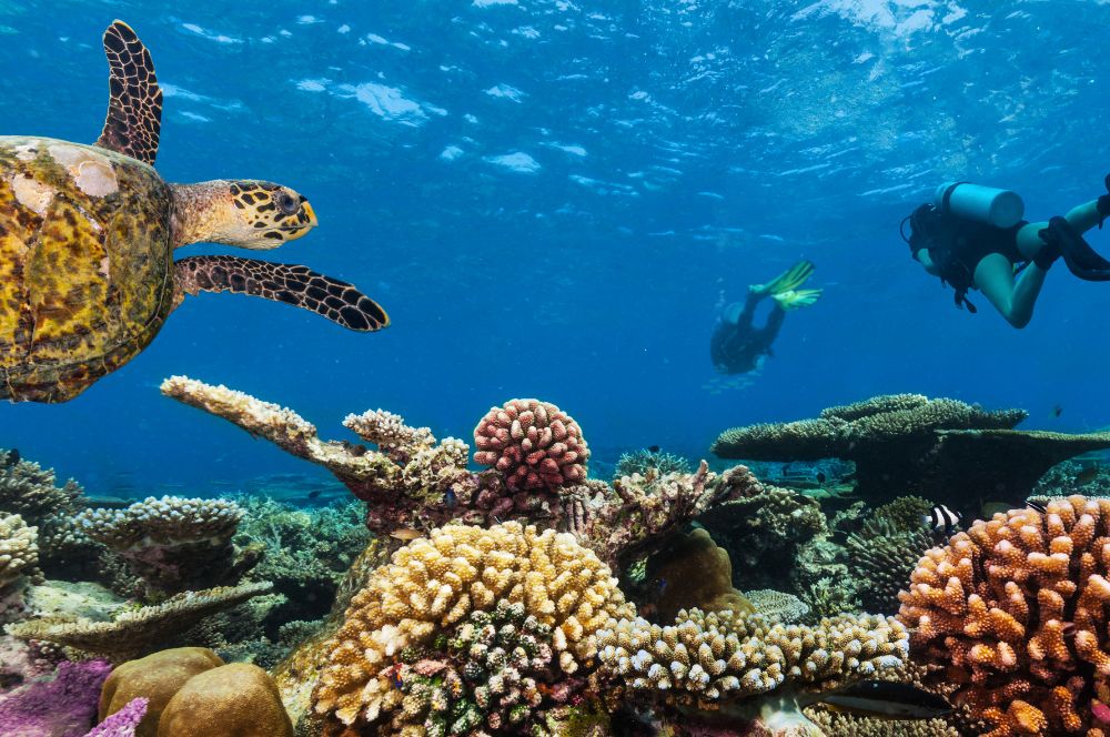 Divers exploring a vibrant coral reef