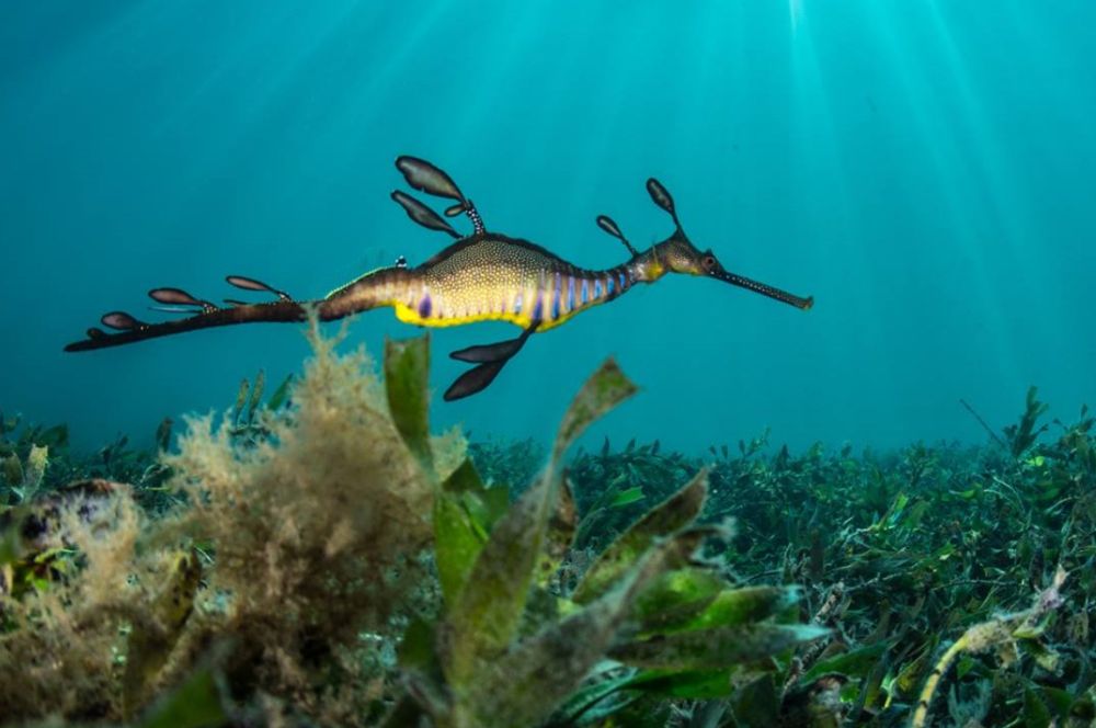 , you can upload your weedy sea dragon photos to the SeaDragonSearch website 