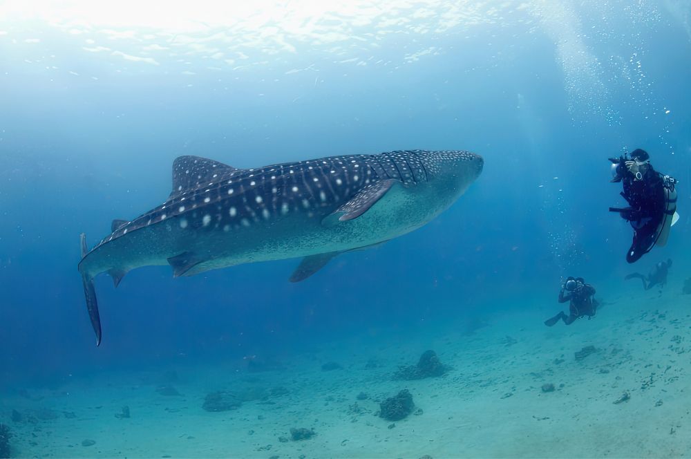 A diver swimming with whale sharks 