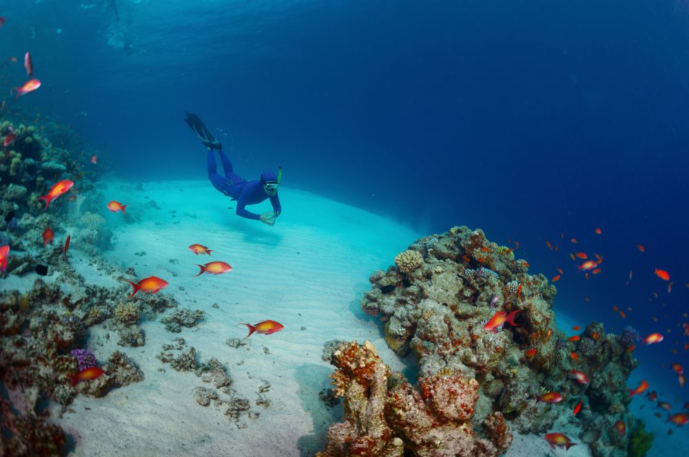 A freediver exploring the underwater world during a deep dive