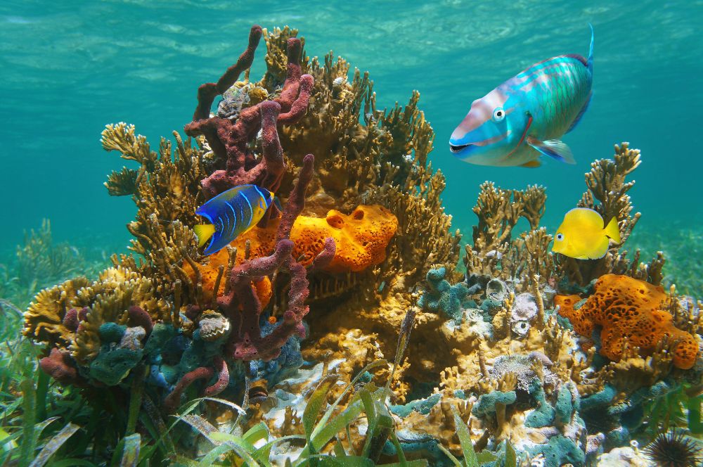 Dive site with colorful coral reefs and diverse marine life