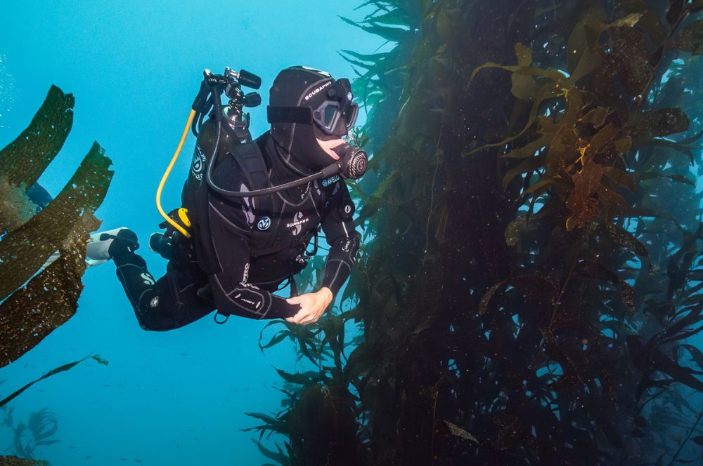 Exploring a Kelp Forest on the Avelo System
