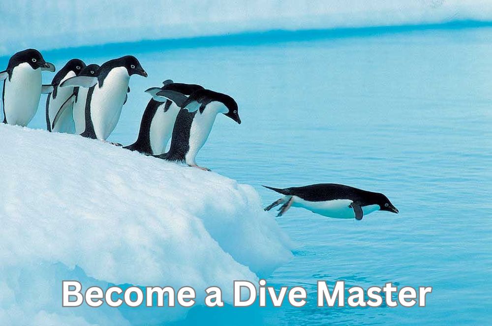 Become A Dive Master In 2024: Your Comprehensive Guide