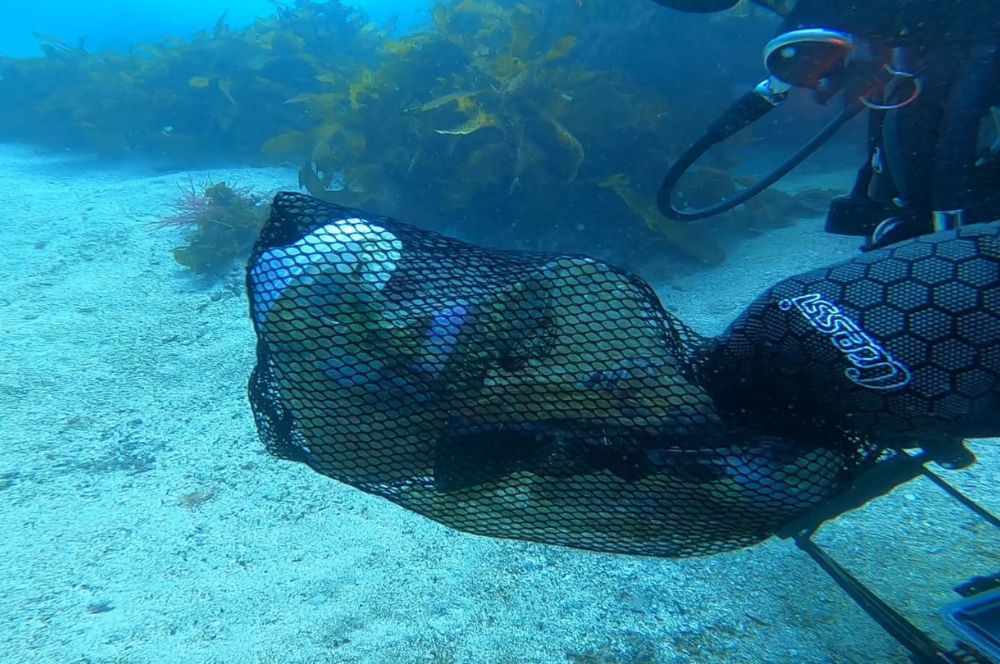 Scuba divers collecting marine debris from the ocean