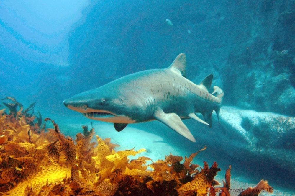 Marine life encounters in Sydney, including iconic the Grey Nurse Sharks at Magic Point